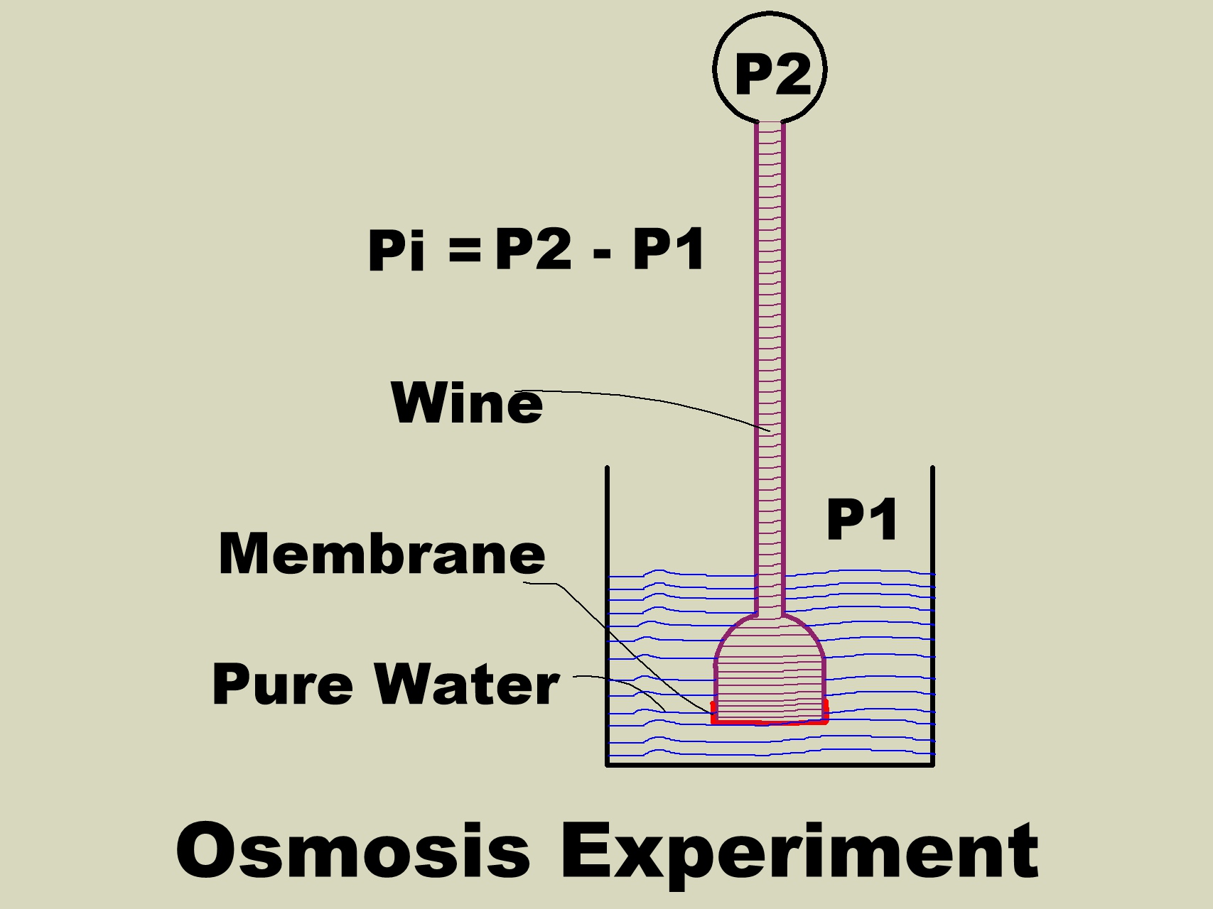 Osmosis Experiment