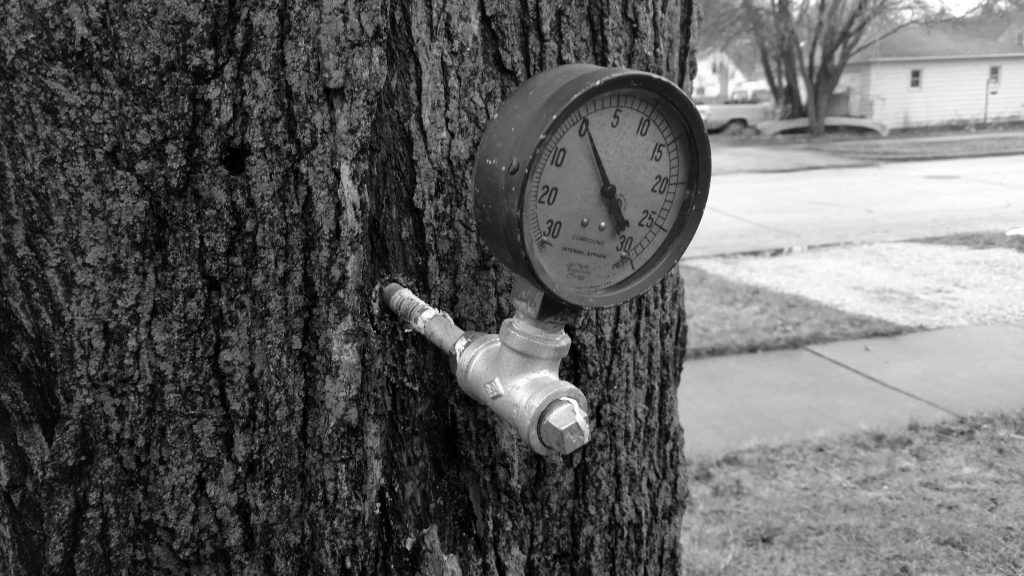 Figure 1. Maple Tree Tap